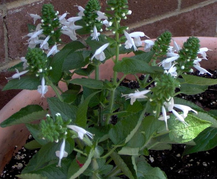 Salvia coccinea 'Snow Nymph' / 'Jewel White'