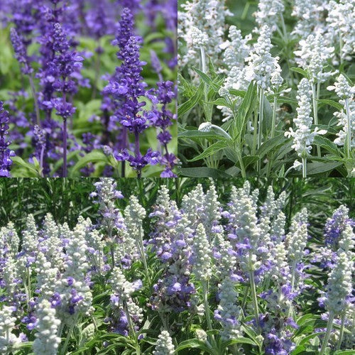 Salvia farinacea 'Blue & White Mixed'