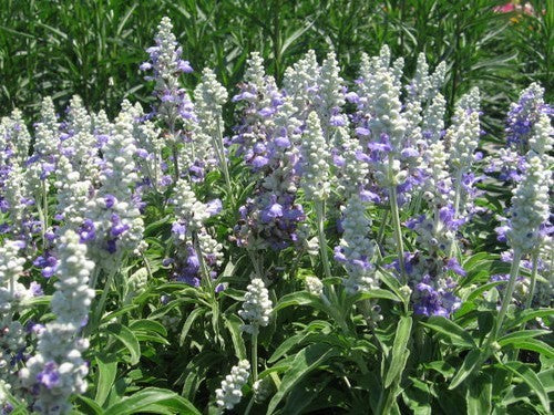 Salvia farinacea 'Strata' / 'Reference'