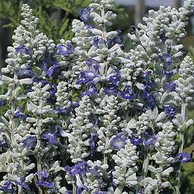 Salvia farinacea 'Strata' / 'Reference'