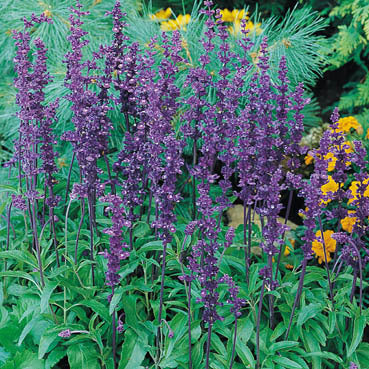 Salvia farinacea 'Victoria'