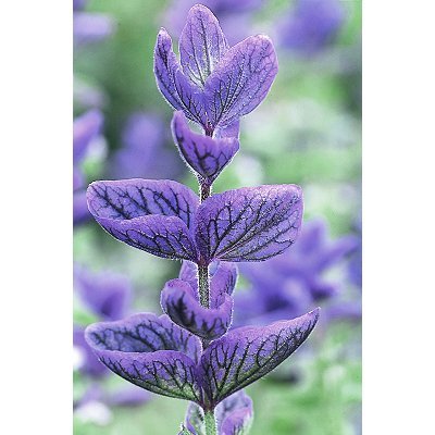 Salvia viridis 'Blue Bird' / 'Blue Monday'