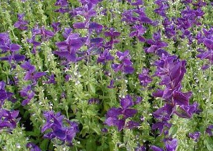 Salvia viridis 'Blue Bird' / 'Blue Monday'