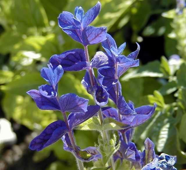 Salvia viridis 'Blue Bird' / 'Blue Monday'
