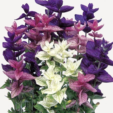 Salvia viridis 'Bouquet' / 'Tricolor Mixed'