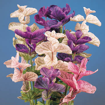 Salvia viridis 'Bouquet' / 'Tricolor Mixed'