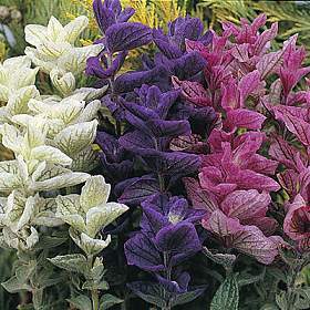 Salvia viridis 'Bouquet' / 'Tricolor Mixed'