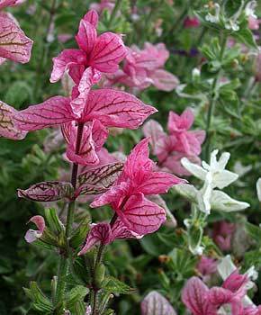 Salvia viridis 'Pink Sunday'