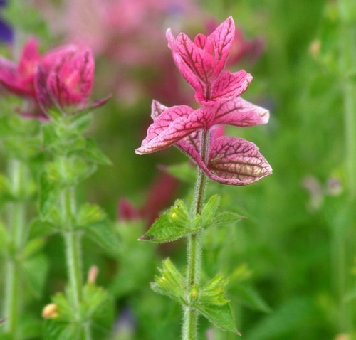 Salvia viridis 'Pink Sunday'