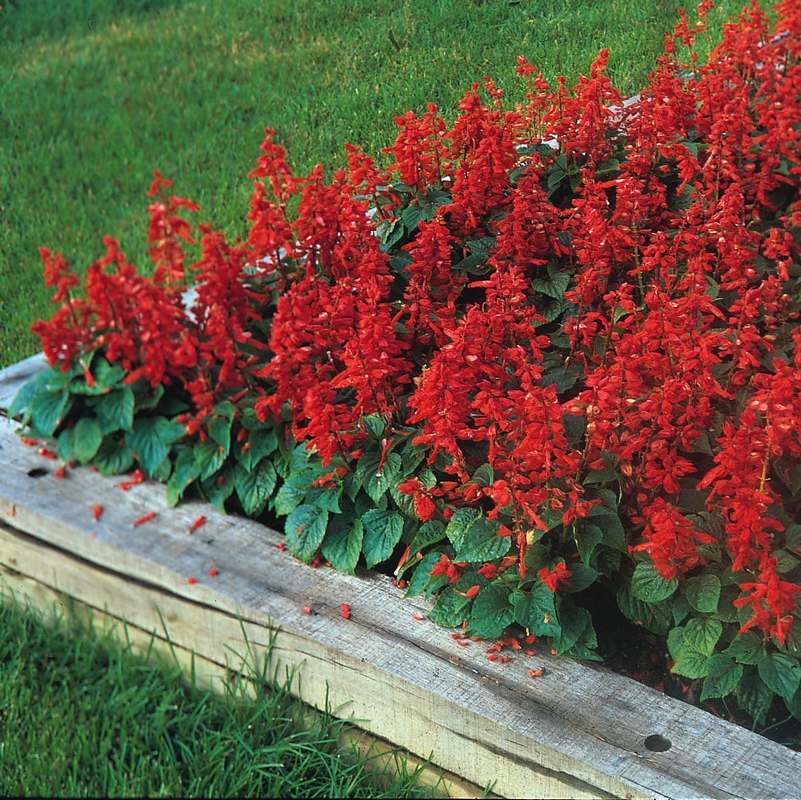 Salvia splendens 'Early Dwarf' / 'Blaze of Fire'