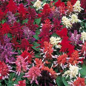 Salvia splendens 'Formula Mixed'