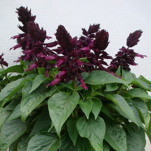 Salvia splendens 'Lighthouse Purple'