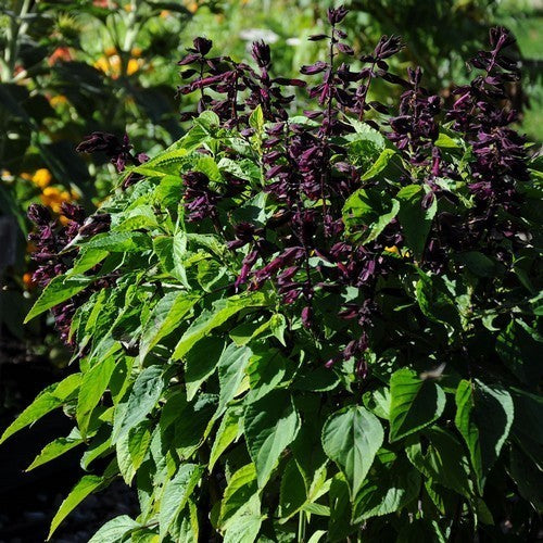 Salvia splendens 'Lighthouse Purple'
