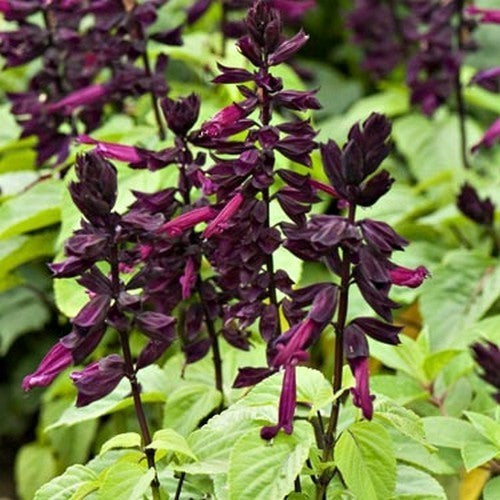 Salvia splendens 'Lighthouse Purple'