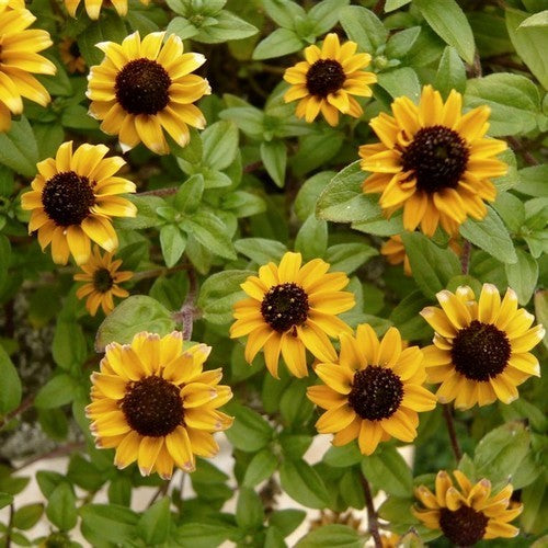 Sanvitalia procumbens 'Goldgelb' / 'Yellow With Black Centre'