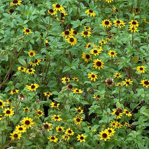 Sanvitalia procumbens 'Goldgelb' / 'Yellow With Black Centre'