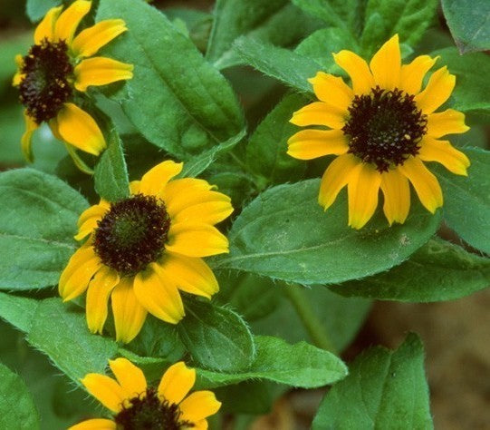 Sanvitalia procumbens 'Goldgelb' / 'Yellow With Black Centre'
