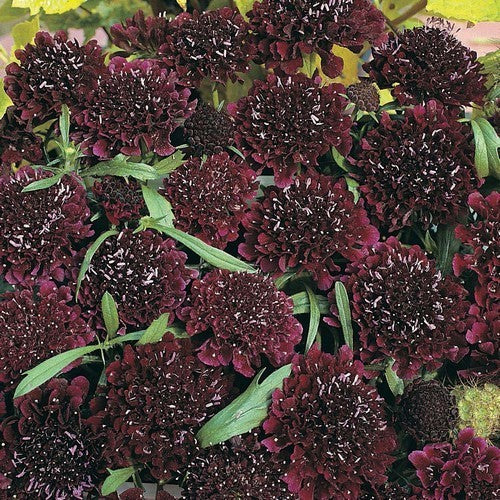 Scabiosa atropurpurea 'Ace of Spades' / 'Purple'