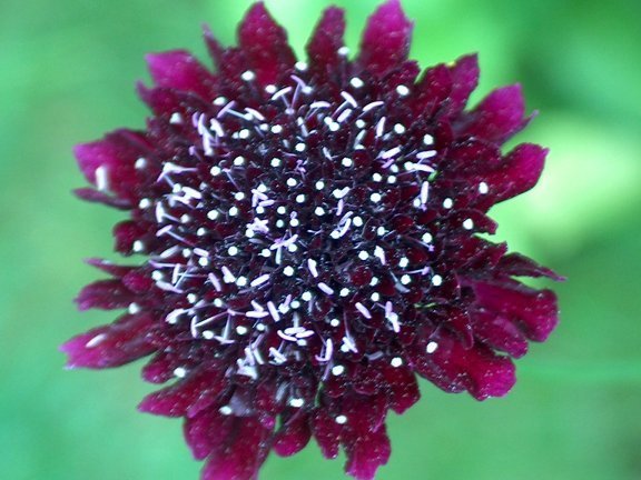 Scabiosa atropurpurea 'Ace of Spades' / 'Purple'