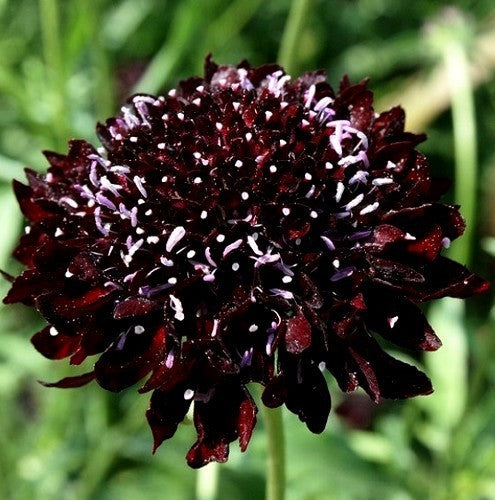 Scabiosa atropurpurea 'Black Knight'