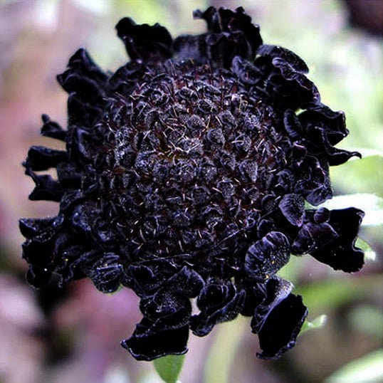 Scabiosa atropurpurea 'Black Knight'