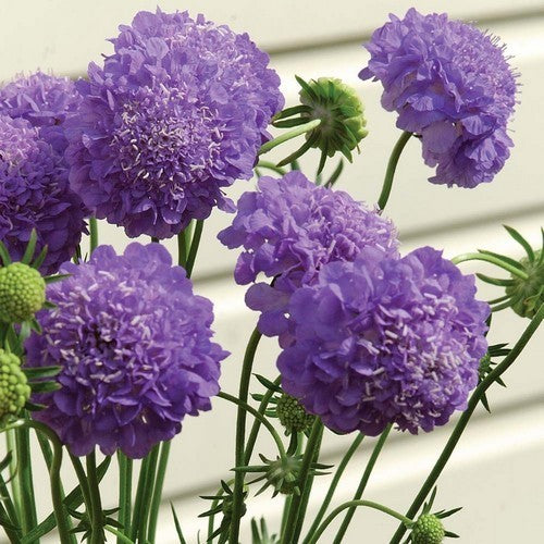 Scabiosa atropurpurea 'Blue Cushion'