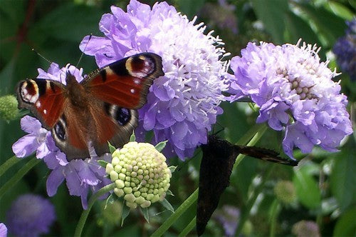 Scabiosa atropurpurea 'Blue Cushion'