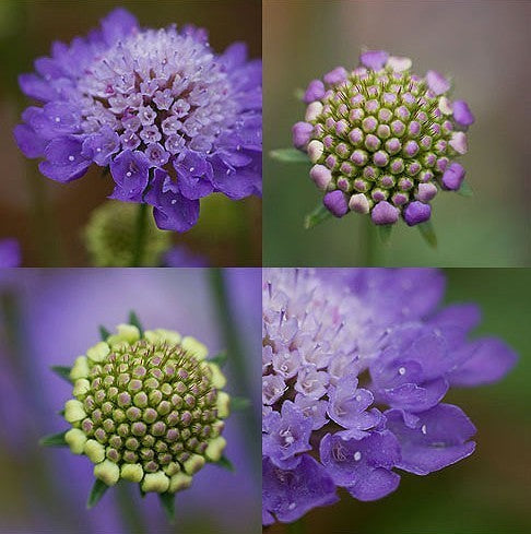 Scabiosa atropurpurea 'Blue Cushion'