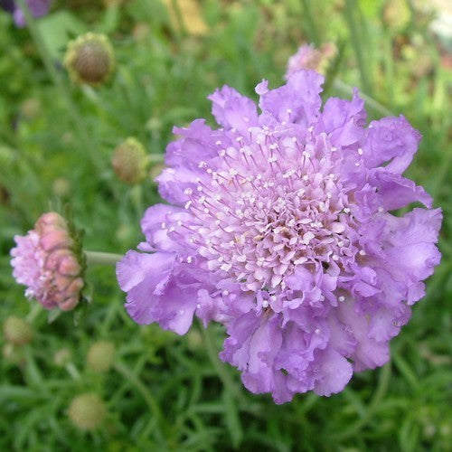 Scabiosa atropurpurea 'Blue Cushion'