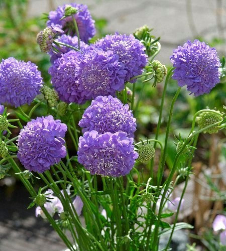 Scabiosa atropurpurea 'Blue Cushion'