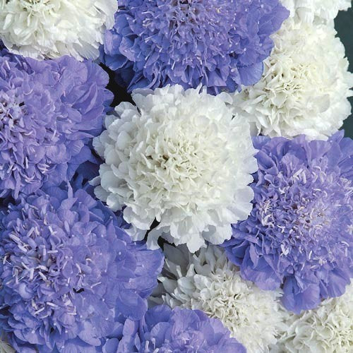 Scabiosa atropurpurea 'Musical Prelude'