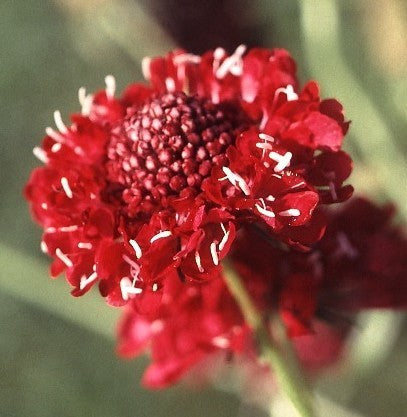 Scabiosa atropurpurea 'Scarlet Empress' / 'Fire King'