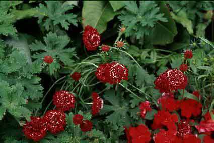 Scabiosa atropurpurea 'Scarlet Empress' / 'Fire King'