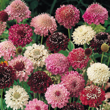 Scabiosa atropurpurea 'Tall Double Mixed'
