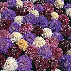 Scabiosa atropurpurea 'Tall Double Mixed'