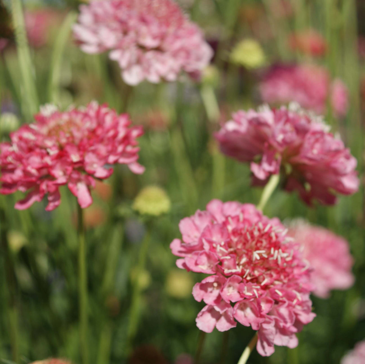 Scabiosa atropurpurea 'Tall Double Rose'