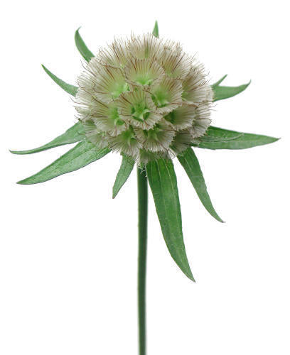 Scabiosa stellata 'Drumstick'