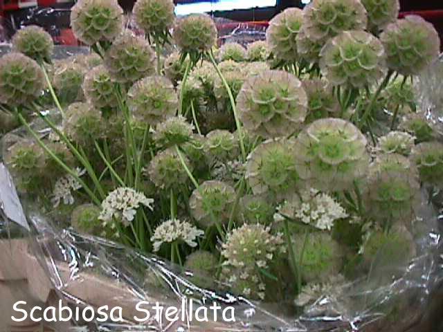Scabiosa stellata 'Drumstick'