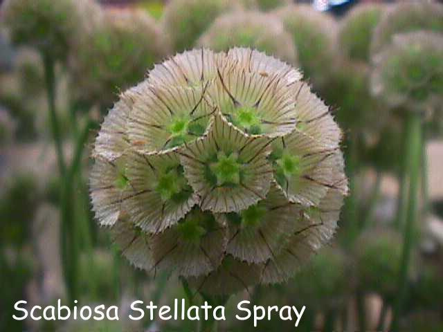 Scabiosa stellata 'Drumstick'