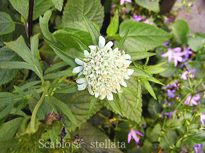 Scabiosa stellata 'Drumstick'