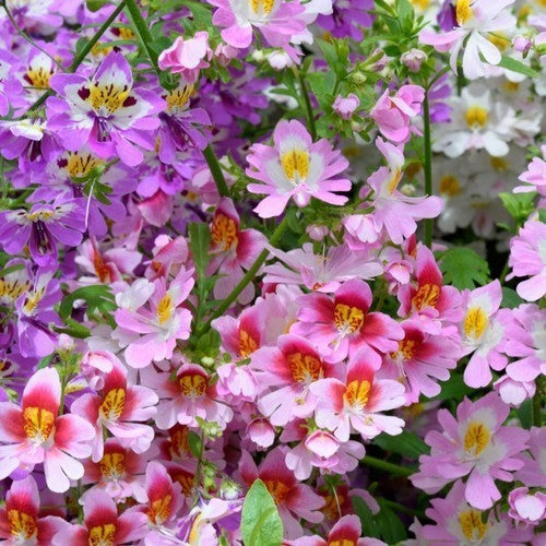 Schizanthus x wisetonensis 'Large Flowered Mixed'
