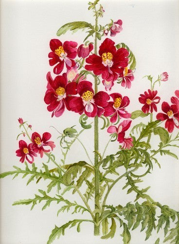 Schizanthus x wisetonensis 'Large Flowered Mixed'