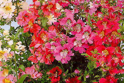 Schizanthus x wisetonensis 'Large Flowered Mixed'