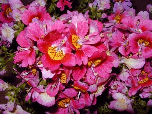 Schizanthus x wisetonensis 'Large Flowered Mixed'