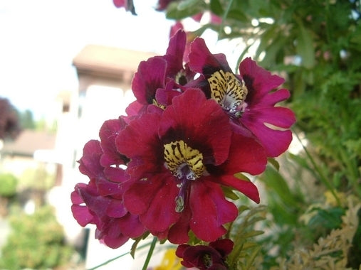 Schizanthus x wisetonensis 'Large Flowered Mixed'