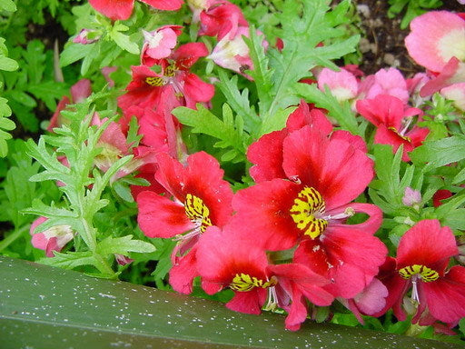 Schizanthus x wisetonensis 'Large Flowered Mixed'