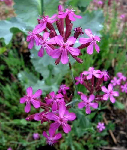 Silene armeria 'Rubra Electra'