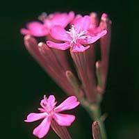 Silene armeria 'Rubra Electra'