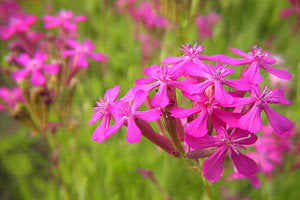 Silene armeria 'Rubra Electra'