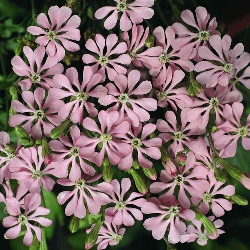 Silene colorata 'Pink Pirouette'
